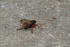 Echthromorpha intricatoria