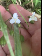 Libertia