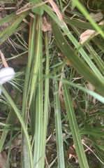 Libertia