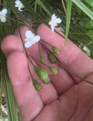 Libertia
