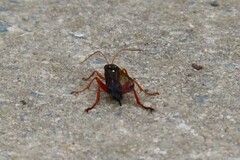 Echthromorpha intricatoria