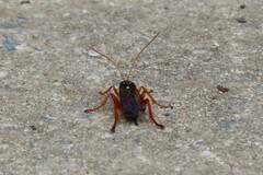 Echthromorpha intricatoria