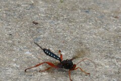 Echthromorpha intricatoria