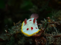 Goniobranchus splendidus