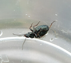 Agonum