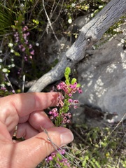 Erica gracilipes