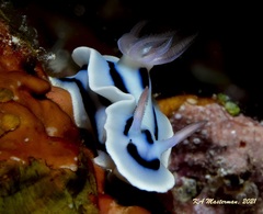 Chromodoris lochi