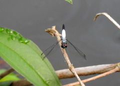 Brachydiplax