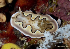 Goniobranchus coi