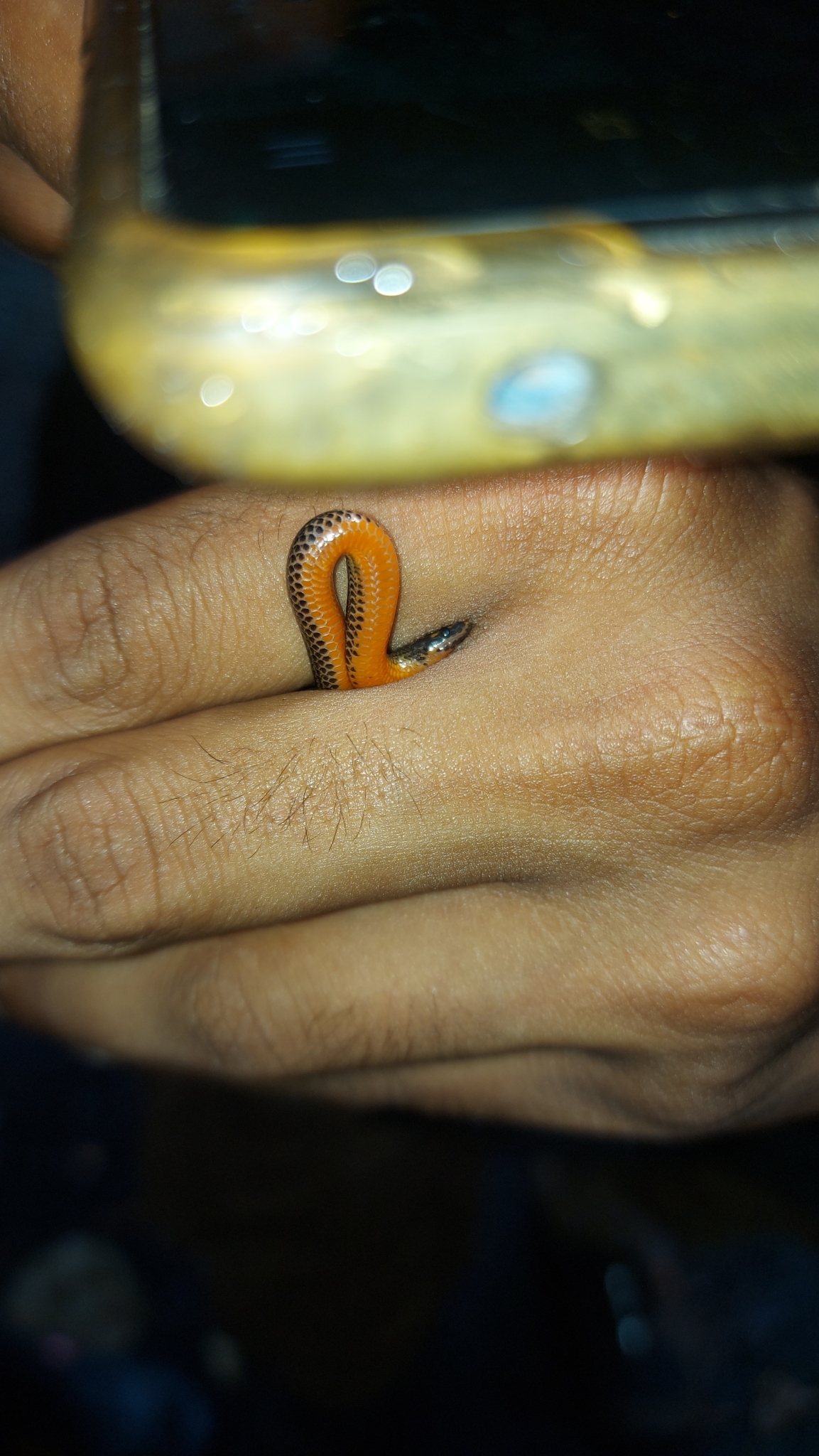 Purple-Red Earth Snake photo 2