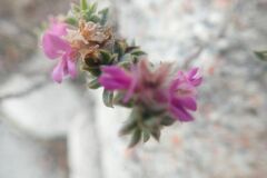 Indigofera glomerata