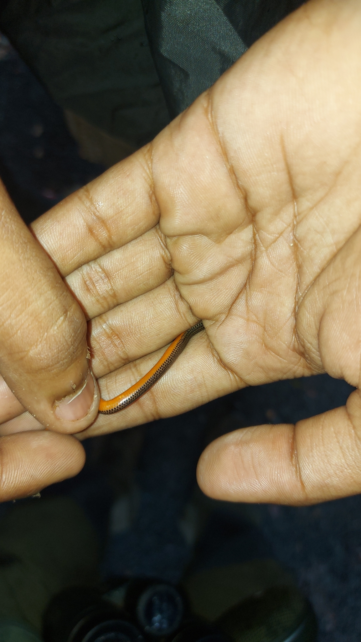 Purple-Red Earth Snake photo 3