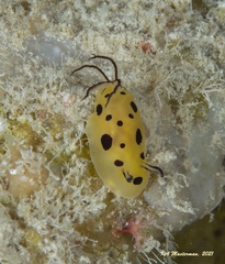 Halgerda brunneomaculata