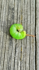 Phlogophora meticulosa