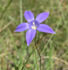 Wahlenbergia
