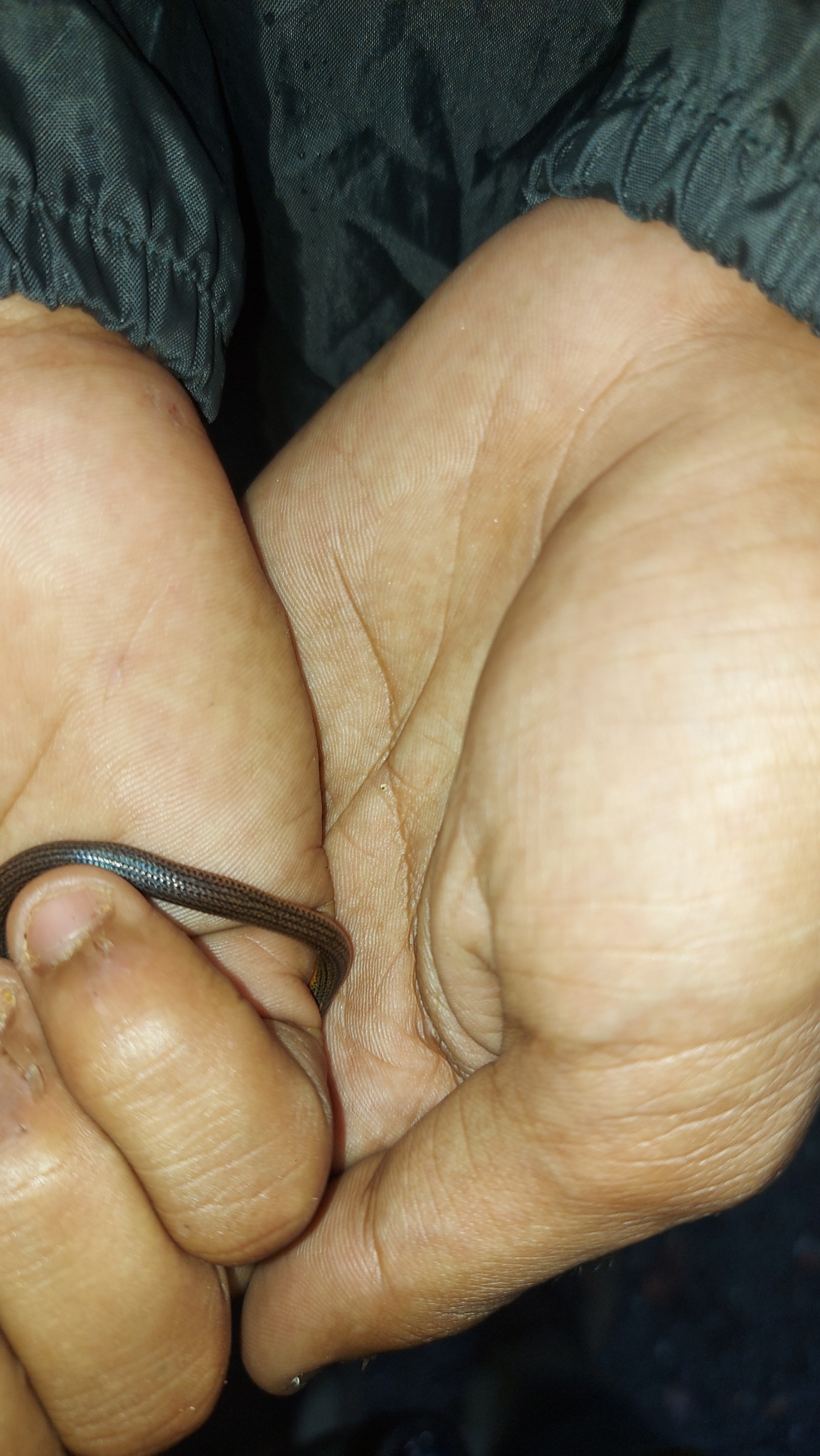 Purple-Red Earth Snake photo 4