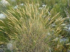 Pseudopentameris macrantha