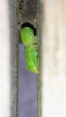 Phlogophora meticulosa