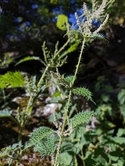 Urtica thunbergiana