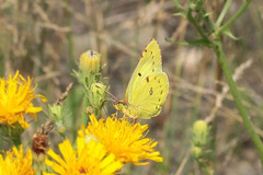 Colias hyale