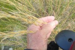 Pseudopentameris macrantha