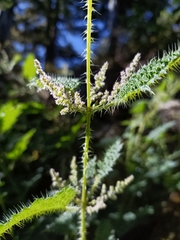 Urtica thunbergiana