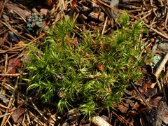 Polytrichum