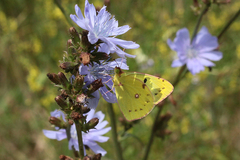 Colias hyale