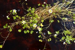 Ranunculus schmalhausenii