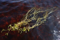 Ranunculus schmalhausenii