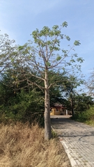 Bombacoideae