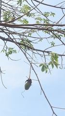 Bombacoideae