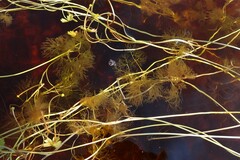 Ranunculus schmalhausenii