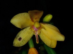 Spathoglottis microchilina