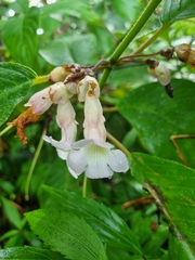 Liebigia horsfieldii