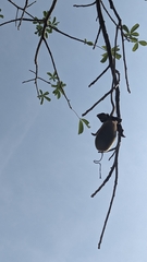 Bombacoideae