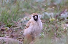 Montifringilla davidiana