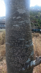 Bombacoideae