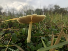 Bolbitius