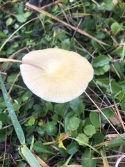 Bolbitius