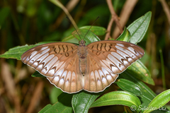 Tanaecia iapis