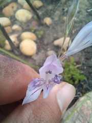 Gladiolus permeabilis