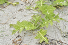 Sonchus grandifolius