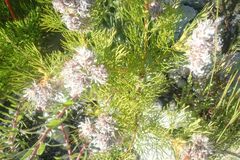 Serruria ascendens