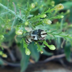 Copestylum fornax