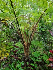 Sphaeropteris