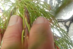 Serruria ascendens