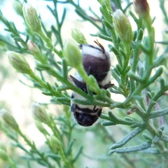 Copestylum fornax