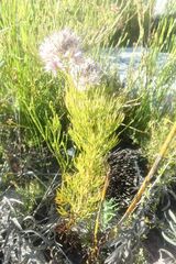 Serruria ascendens