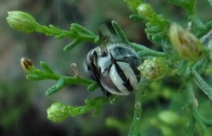 Copestylum fornax